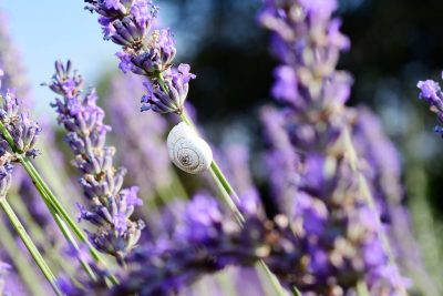 mediterranean provence lavender fielld tour guided provence happy drive cote d'azur
